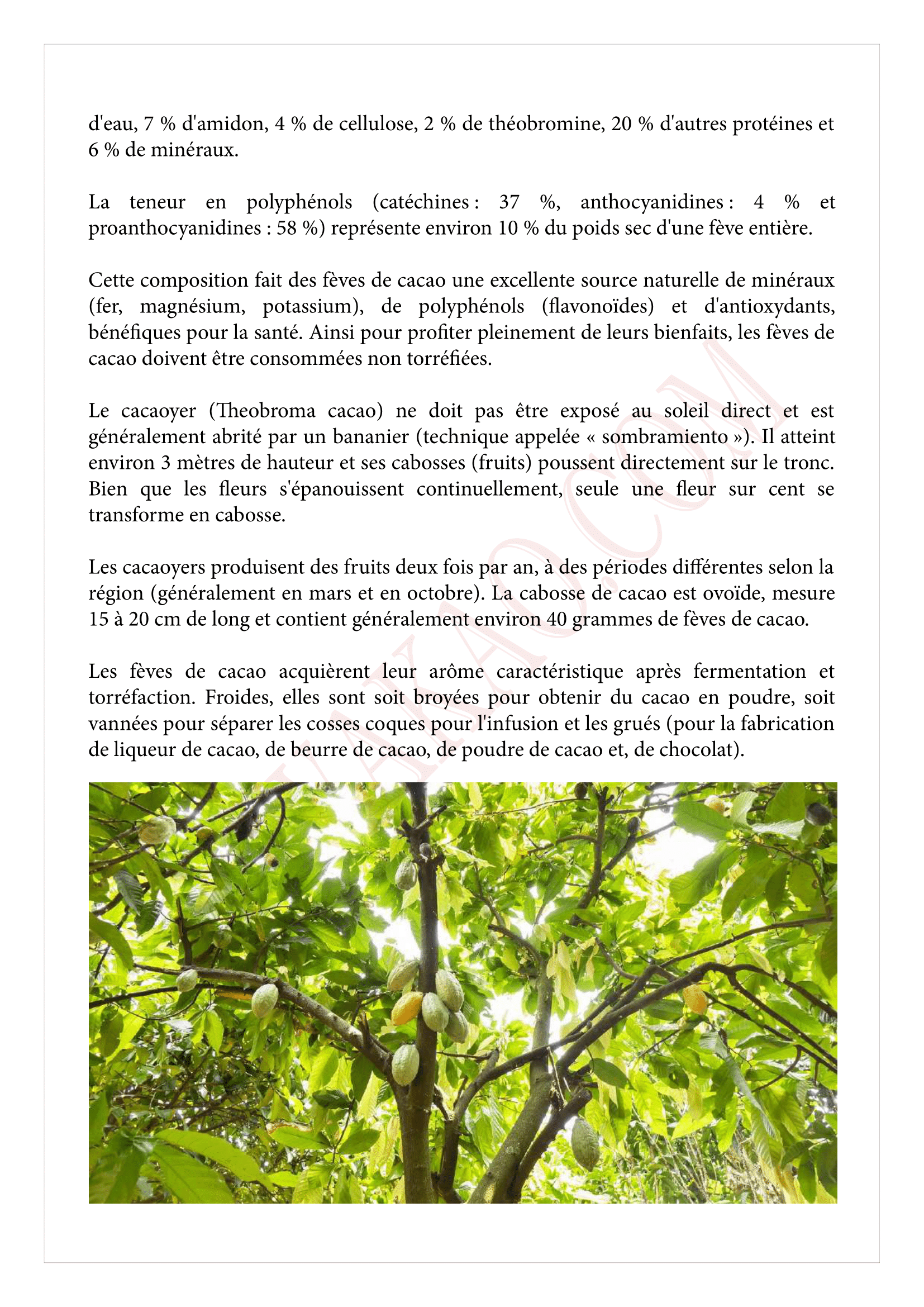 bienfaits tisane cacao page 2