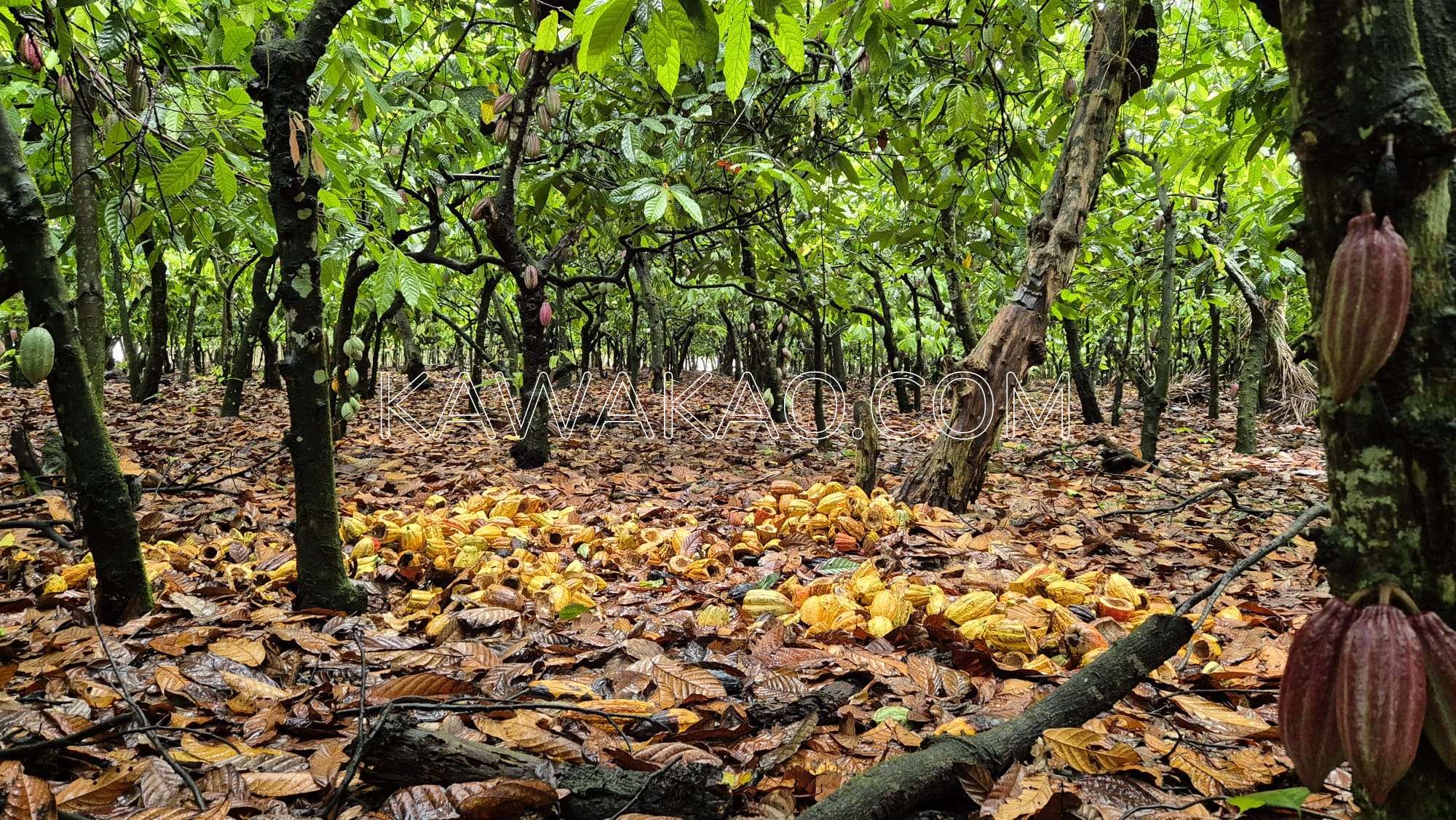 Plantation de cacao à Cotui