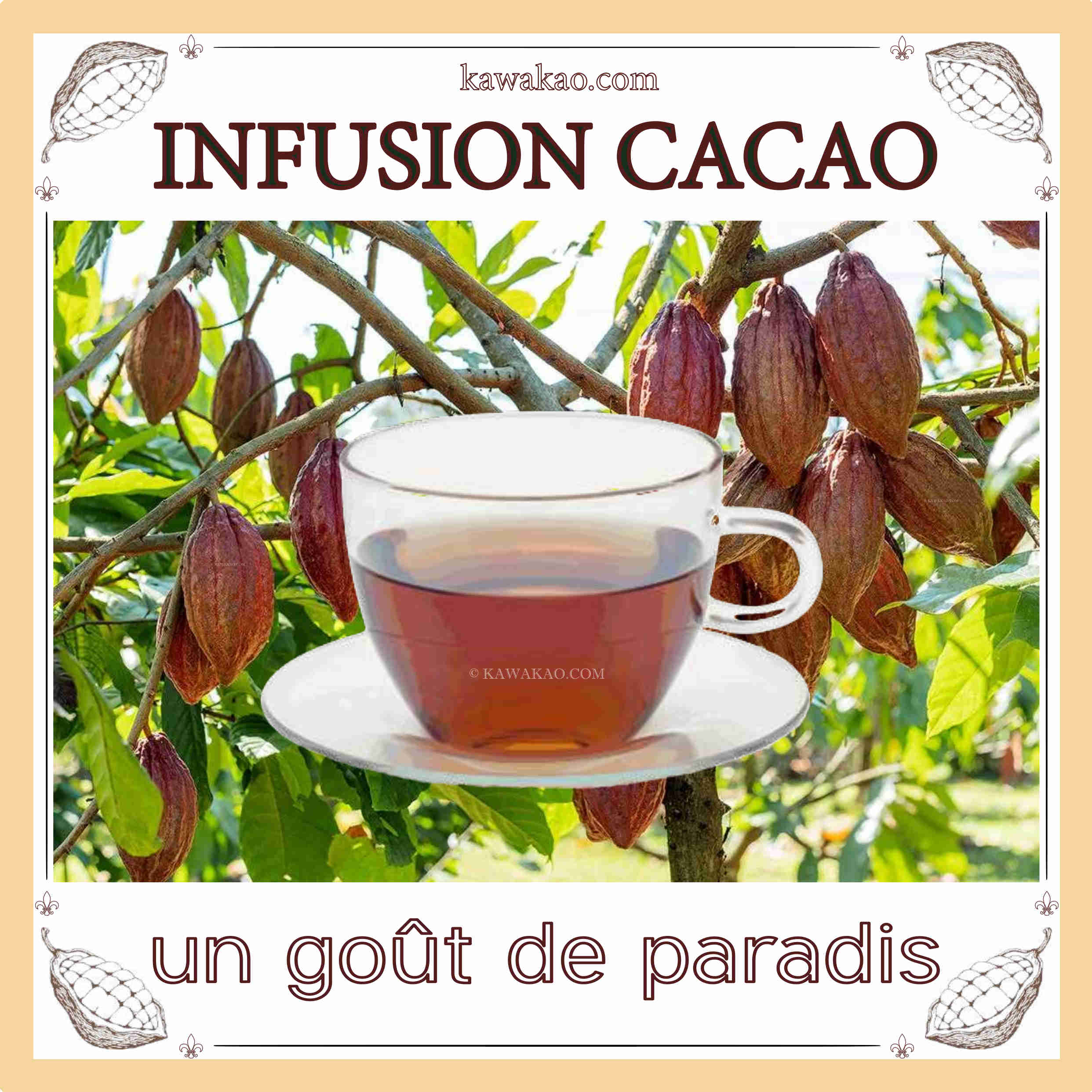 Infusion cosses de fèves de cacao torréfiées Kawakao